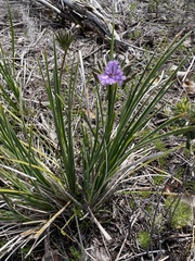 Thysanotus