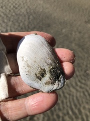 Platyodon cancellatus