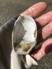 Platyodon cancellatus