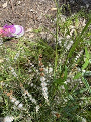 Hypocalymma angustifolium