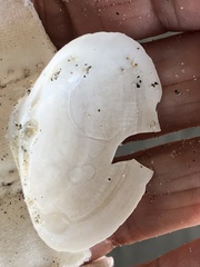 Mactrotoma californica