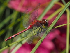 Sympetrum obtrusum