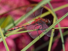 Sympetrum obtrusum