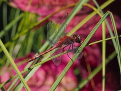 Sympetrum obtrusum