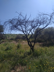 Prosopis juliflora