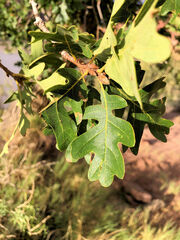 Quercus gambelii