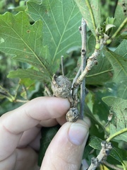 Andricus quercuspetiolicola