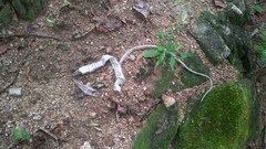 Salvadora lemniscata