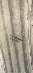 Virbia laeta