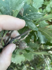 Andricus quercuspetiolicola