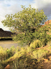 Quercus gambelii