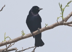 Ptiloxena atroviolacea