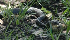 Coluber constrictor priapus