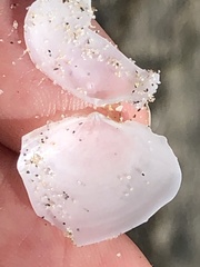 Rexithaerus secta