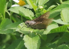 Asbolis capucinus