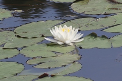 Nymphaea odorata