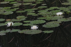 Nymphaea odorata