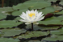 Nymphaea odorata