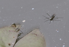 Neogerris hesione