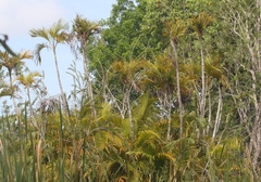 Dypsis lutescens
