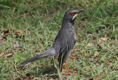 Turdus plumbeus