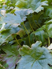 Darmera peltata
