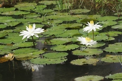 Nymphaea lotus