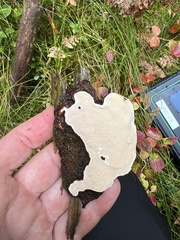 Heterobasidion parviporum