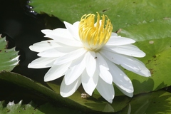 Nymphaea lotus