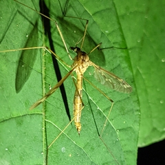 Platytipula
