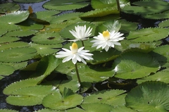Nymphaea lotus