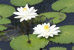 Nymphaea lotus