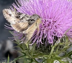 Autographa