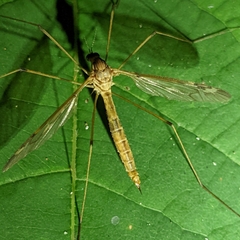 Platytipula