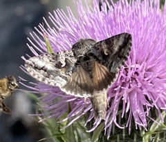 Autographa