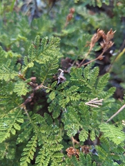 Chamaebatia foliolosa