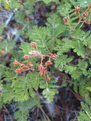 Chamaebatia foliolosa
