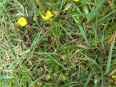 Potentilla verna