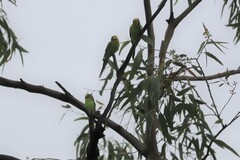 Melopsittacus undulatus