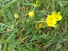 Potentilla verna