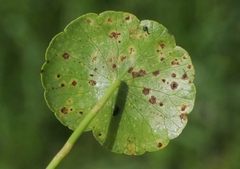 Puccinia hydrocotyles