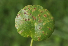 Puccinia hydrocotyles
