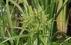 Cyperus hermaphroditus