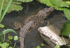 Crocodylus rhombifer