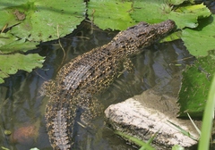 Crocodylus rhombifer