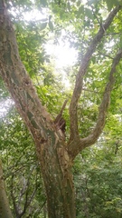 Bursera