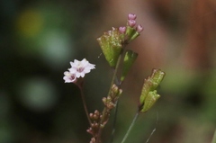 Boerhavia erecta