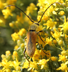 Crossidius pulchellus
