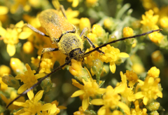 Crossidius pulchellus