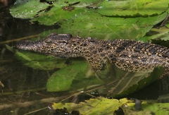Crocodylus rhombifer